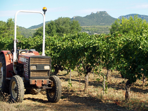 Adopt-a-vine in the south of France and get involved in harvesting your grapes