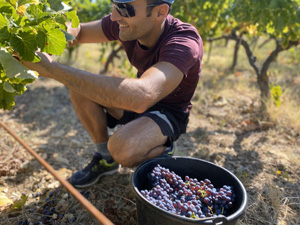 Harvesting the grapes