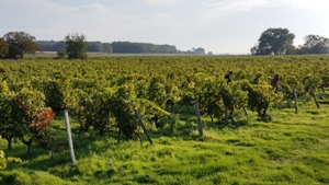 Rent a vine, Loire Valley, France