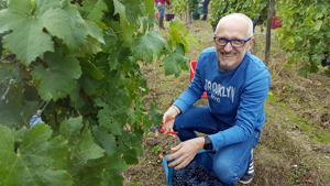 Get involved in the French grape harvest in the Loire Valley 