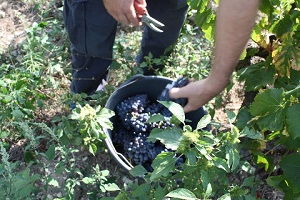 Vineyard experience in the Rhône Valley