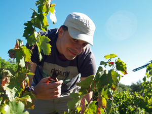 Picking experience in the vinyeard of Cotes du Rhone