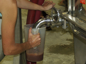 Tasting the grape juice from our harvest 