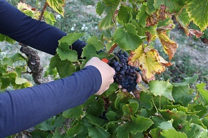 Vineyard experience in France