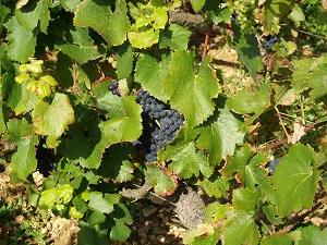 Vineyard experience for wine lover in France, Burgundy