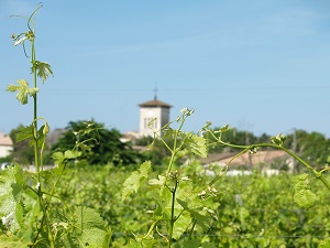 Adopt a vine france, Bordeaux