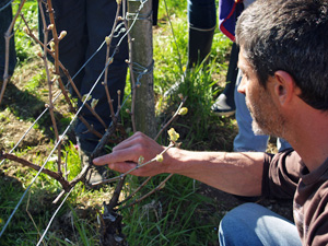 Vineyard experience gift in organic Chablis vineyard