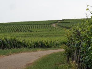 Adopt-a-vine gift in an organic Alsace Vineyard