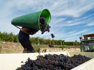 Learn how to harvest the grapes