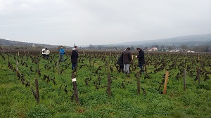 Rent a vine, France, Burgundy
