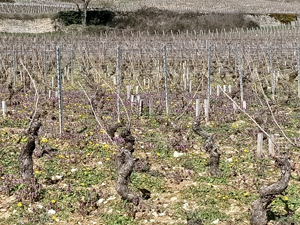 Vineyard experience gift in an organic Burgundy winery