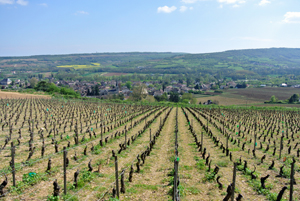 Original vineyard tour gift in Burgundy, France.