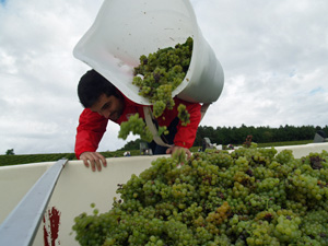 Biodynamic wine gift in France to get involved in the grape harvest
