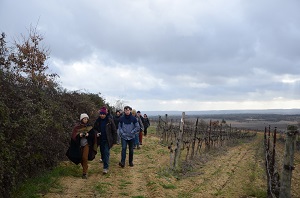 Vineyard experience, Languedoc, France