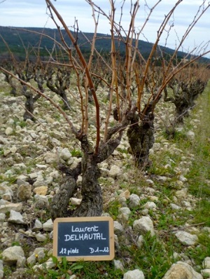 Rent a vine in Rhône Valley, France