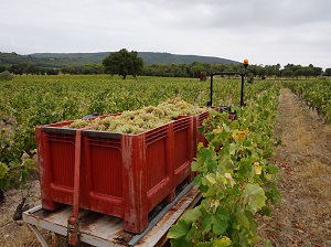 harvest experience wine box gift in france