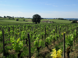 Top gift idea for wine lovers.  Adopt vines in an organic Bordeaux winery