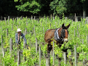 Organic wine experience gift in Saint-Emilion