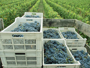Origiinal wine gift. Get involved in the harvest in Saint-Emilion, Bordeaux, France