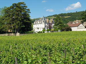 Adopt-a-vine in an award-winning organic winery in Burgundy and learn about all of the work that goes into making wine