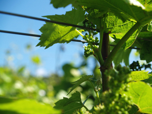 Learn about all the work that happens in the vineyard to nurture the vines organically