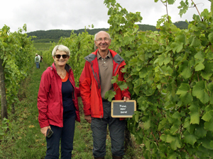 Rent-a-vine in Alsace, France and follow the making of your own organic wine