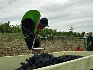Grape harvest gift experience
