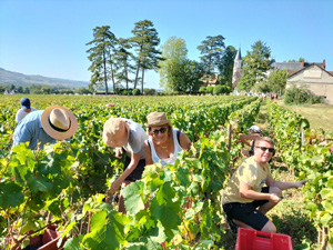 Adopt-a-vine and harvest your own grapes at an organic vineyard in France