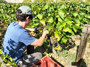Harvest your own grape gift in France