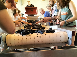 Participate in the grape harvest in Burgundy