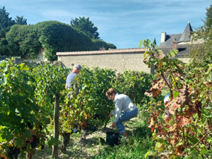 Harvesting in the second vineyard 