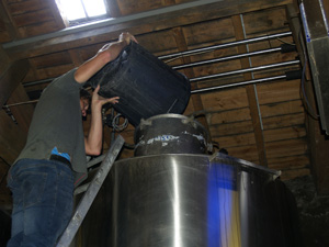 Putting our harvested grapes into the vat 