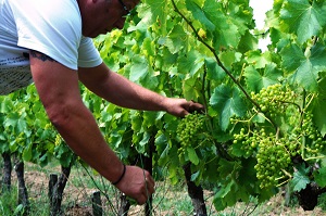 Vineyard discovery day and wine tasting in the Cote du Rhone area