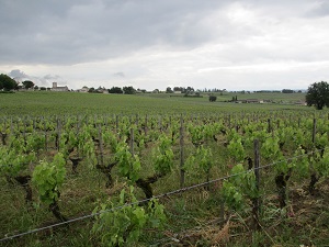 Vineyard tour in Saint-Emilion, France