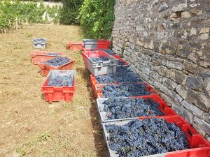 Harvest your own organic vine in Burgundy