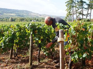 Adopt a vine and meet an organic winemaker