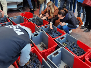 Sorting the grapes 