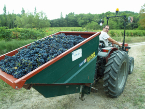 Grape picking Experience in the Rhone Valley region