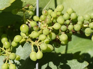 Vine growing in France in 2018