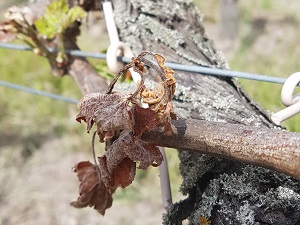 Frost damage at a winemaker experience day in the Loire Valley, France