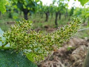 Harvest dates and vine flowering in France in 2018