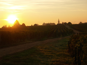 Discover Bordeaux area and taste wine