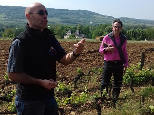 Vine tending work and vineyard visit in Burgundy