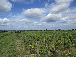 Vineyard tour in Saint-Emilion, Bordeaux, France