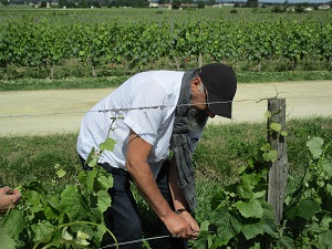 Vine tending lessons at a French winery