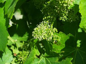 Vineyard discovery day in Burgundy