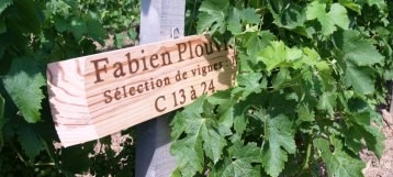 Adopt a Vine in France for the 2011 Vintage - Now Available!
