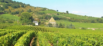 Wine Experience in Burgundy