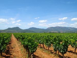 Wine-making experience in the Languedoc, France