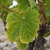 Customer rating, rent an organic plot of vines in Mondragon, Rhone Valley, France